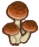dunne paddenstoel